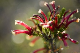 Botanical photography of Plettenberg Bay Park Hotel, Garden Route by Create Photography