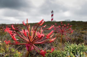 Botanical photographic studies South Africa