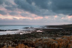 Western cape fynbos photography