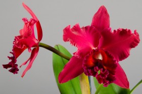 Botanical product photography, by Create Photography