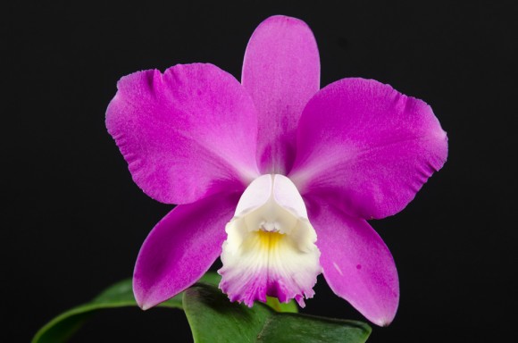 Outeniqua Orchids, Garden Route, botanical photography