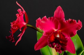 Product photographers, George, Garden Route