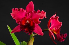 Botanical product photography, by Create Photography