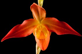 Create Photography expert botanical photographers in the garden route