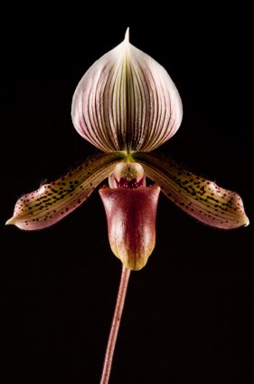 Create Photography expert botanical photographers in the garden route