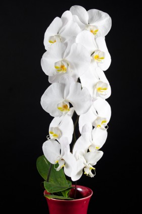 Professional photography studio garden route