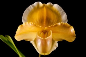 Botanical product photography, by Create Photography