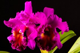 botanical product photography, by Create Photography