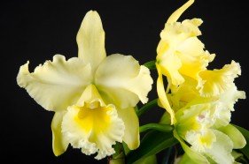 Botanical product photography, by Create Photography