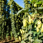 SAB Hops Farms Photography Garden Route