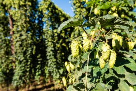 SAB Hops Farms Photography Garden Route