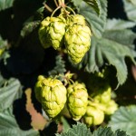 SAB Hops Farms Photography Garden Route