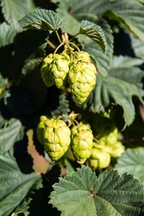 SAB Hops Farms Photography Garden Route