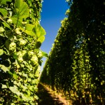 SAB hops farming photos