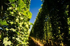 SAB hops farming photos