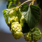 SAB hops farming photos