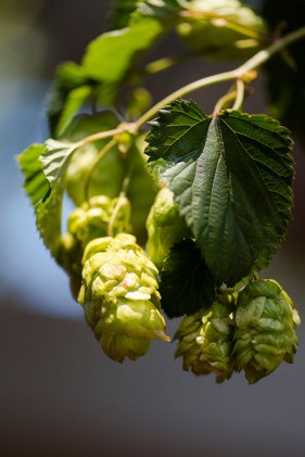 SAB hops farming photos