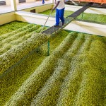 Agricultural photography