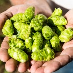 SAB Hops Farms Photography Garden Route