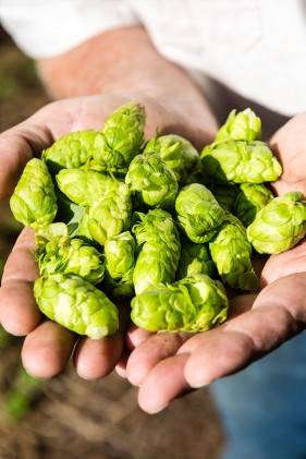 SAB Hops Farms Photography Garden Route