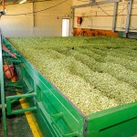 SAB hops farming photos