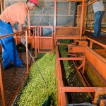 SAB hops farming photos