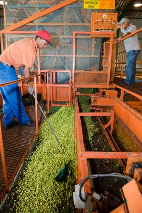 SAB hops farming photos