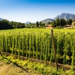 SAB Hops Farms Photography Garden Route