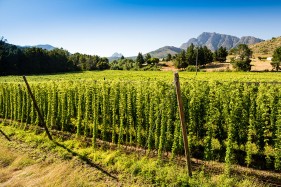 SAB Hops Farms Photography Garden Route