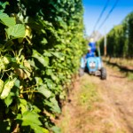 SAB Hops Farms Photography Garden Route