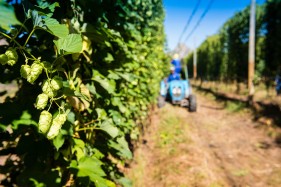 SAB Hops Farms Photography Garden Route
