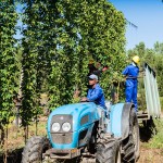 SAB Hops Farms Photography Garden Route