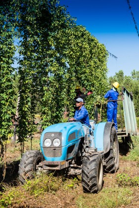 SAB Hops Farms Photography Garden Route