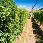 SAB Hops Farms Photography Garden Route