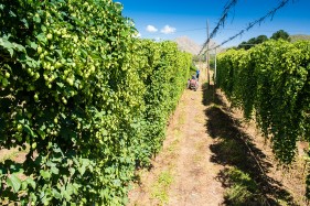 SAB Hops Farms Photography Garden Route