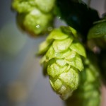 SAB Hops Farms Photography Garden Route