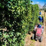 SAB Hops Farms Photography Garden Route