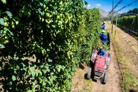 SAB Hops Farms Photography Garden Route