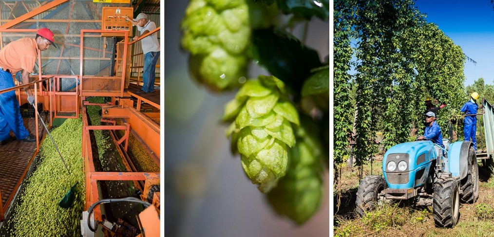 SAB hops farms