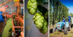 SAB hops farms