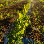 South African Grape Farming