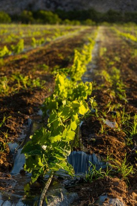 South African Grape Farming