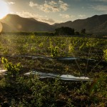 South African Grape Farming