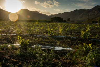 South African Grape Farming