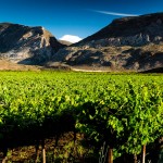 South African Grape Farming