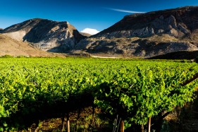 South African Grape Farming