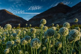 Karoo onion farmer