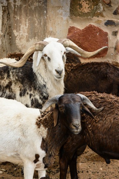 Karoo Goat Farmer