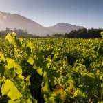 South African wine farming