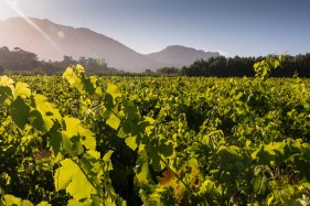 South African wine farming